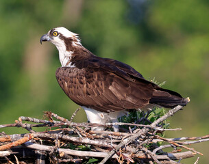 Osprey into the nest, Quebec, Canada
