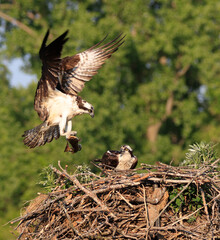 Osprey landing to the nest, Quebec, Canada