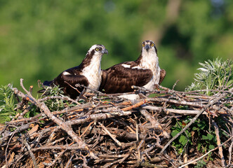Osprey family into the nest, Quebec, Canada