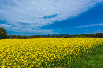 Obraz premium Amazing scene of rape blossoms fields. At the beginning of May, rape blossoms and cherry blossoms are fully out at the Shimokita peninsula, Aomori prefecture,Japan.