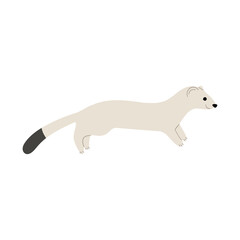 stoats,ermine and weasels single 4 PNG