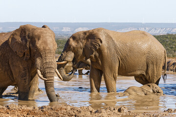 Elefanten im Addo Elephant Park