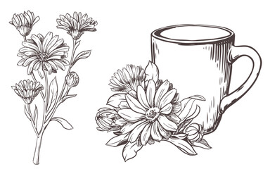 White ceramic cup with herbal tea with calendula flowers on a white background. Vector illustration in engraving technique. Line drawing. Healthy drink. - obrazy, fototapety, plakaty