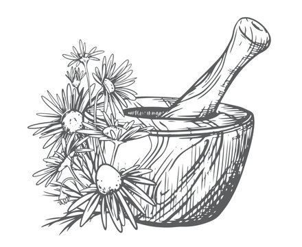 Wooden mortar for herbs with chamomile flowers on a white background. Vector illustration in engraving technique. Line drawing. Healthy drink.