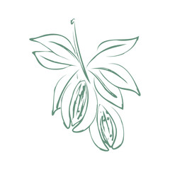 Almond hand drawn vector illustration. Good for cosmetic industry. White background.