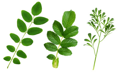 Set of green leaves of rue (Ruta graveolens), acacia and wild rose isolated on white or transparent...
