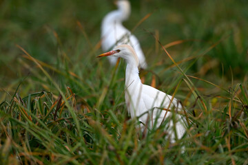 Western Cattle Egret // Kuhreiher (Bubulcus ibis) - Strofilia, Peloponnese, Greece