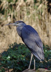 Blue heron (Ardea cinerea) birds classified in the order of pelicans, family of herons, family of egrets, family of egrets, family of herons