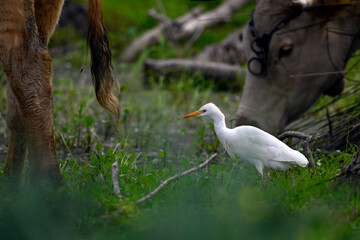 Kuhreiher // Western Cattle Egret (Bubulcus ibis) - Strofilia, Peloponnese, Greece