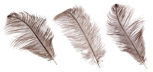 brown wide three ostrich feathers isolated on white - obrazy, fototapety, plakaty
