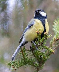 great tit on fir tree green branch