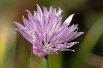 Close up image of single chive flower. Allium schoenoprasum