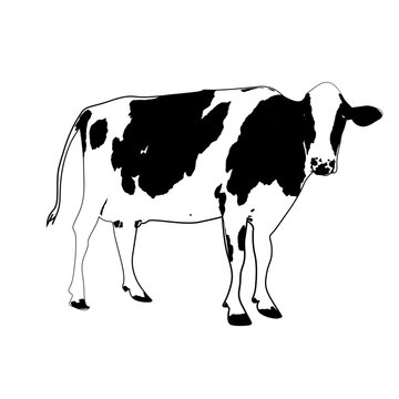 black and white cow