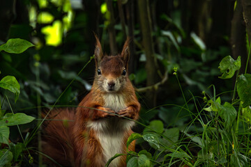 Eichhörnchen