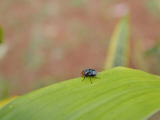 many insects in my garden