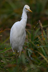 Western Cattle Egret // Kuhreiher (Bubulcus ibis) - Strofilia, Peloponnese, Greece
