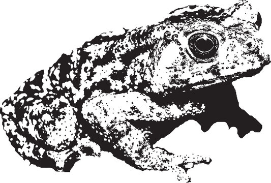 Realistic Toad vector, hand drawn animal illustration