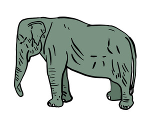 Obraz na płótnie Canvas elephant isolated on white
