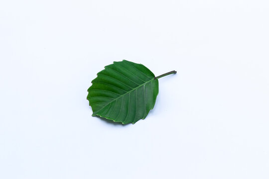 Green leaf on white background isloasi. Kathmon leaves (Dillenia philippinensis)
