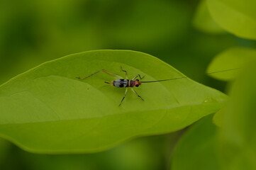 many insects in my garden