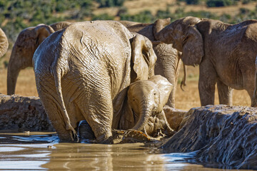 Elefanten im Addo Elephant Park