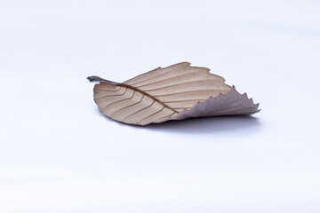 Dry leaves, old dead leaves isolated white background	