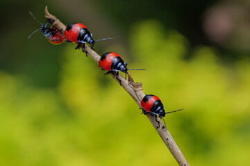 many insects in my garden