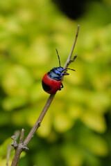 many insects in my garden