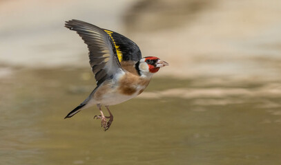 European goldfinch flying over the pond - obrazy, fototapety, plakaty