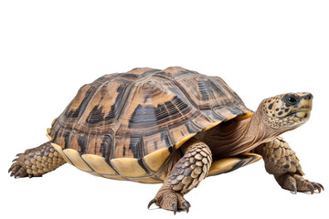 Desert tortoises turtles , generative artificial intelligence
