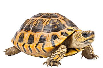 Desert tortoises turtles , generative artificial intelligence
