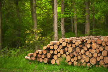 A pile of wooden logs, big trunks of tall trees cut and stacked. Stack of cut pine tree logs in a forest. Ecological Damage. Deforestation's Impact on European Evergreen Forests.