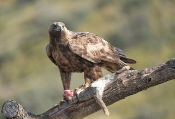 the majestic golden eagle with its prey