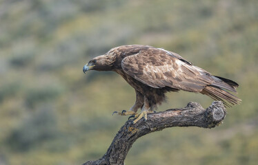 the majestic golden eagle on a trunk