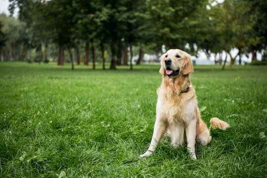 golden retriever dog sitting green