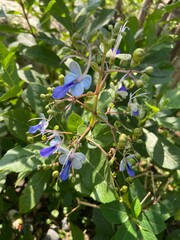 blueberries on a bush