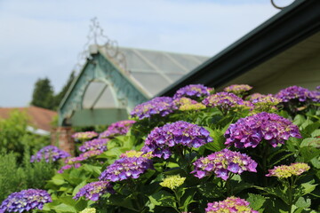 hydrangea, full bloom of hydrangeas, flowers