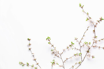 Blooming branches with flowers on white background