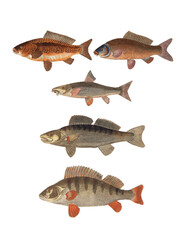 Perch fish on a 17th etching