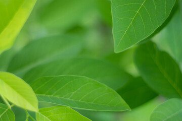 Beautiful view of nature green leaf on blurred greenery tree background.Landscape ecology and copy space for banner.