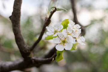 Pear tree flower in spring
