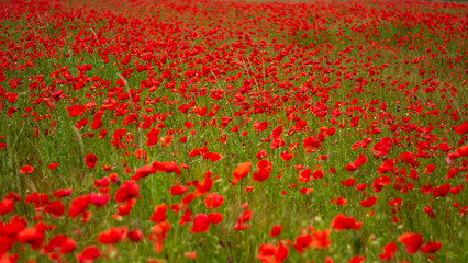 the wind moves a beautiful expanse of poppies