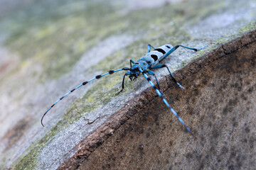 Rosalia longicorn beetle in Hungary