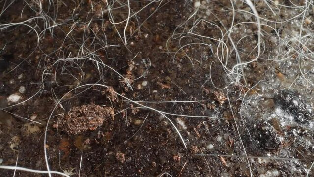 Wet land by sea. Small pebbles carried to surface by water. Mold covers moist soil and sand with water-loving plants near natural body of water