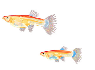 Fototapeta premium メダカ