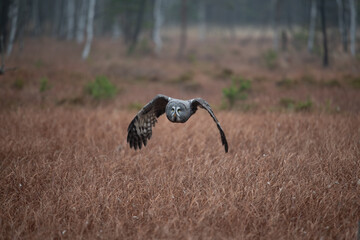 Ural owl (Strix uralensis) is a medium-sized nocturnal owl of the genus Strix, with up to 15 subspecies found in Europe and northern Asia