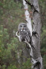 Ural owl (Strix uralensis) is a medium-sized nocturnal owl of the genus Strix, with up to 15 subspecies found in Europe and northern Asia