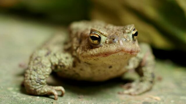 Close-up of common toad Bufo bufo in 4K VIDEO. Beautiful brown frog with huge orange eyes.