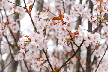 Blossoming tree branches on spring day, closeup
