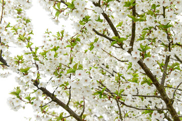 Blossoming tree branches on spring day, closeup